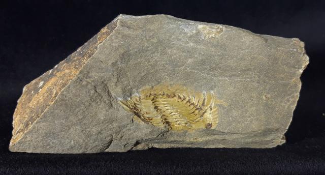 Kettneraspis seiberti BASSE in BASSE & MLLER 2004 - Bild © FossNet FossilienStore